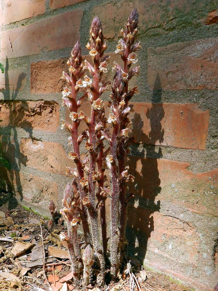 Orobanche  da determinare
